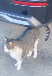 Lost Male Cat last seen Theron Drive, Morrison Rd, Burke County, NC 28655