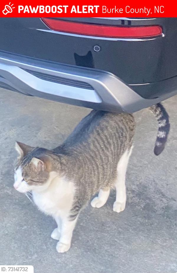 Lost Male Cat last seen Theron Drive, Morrison Rd, Burke County, NC 28655