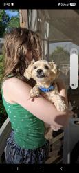 Reunited Male Dog last seen Near the exit to 14., Simpsonville, SC 29681