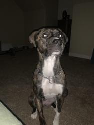Reunited Female Dog last seen Canadaville loop, Eads, TN 38028