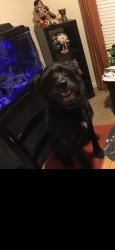 Reunited Male Dog last seen Joselynn Drive, Gastonia, NC 28054
