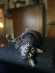 Reunited Male Cat last seen NE 45th and Hancock bushes, Portland, OR 97213