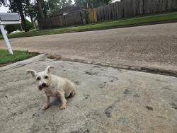 Reunited Male Dog last seen Montague Dr and Adonis Dr, Spring, TX 77373