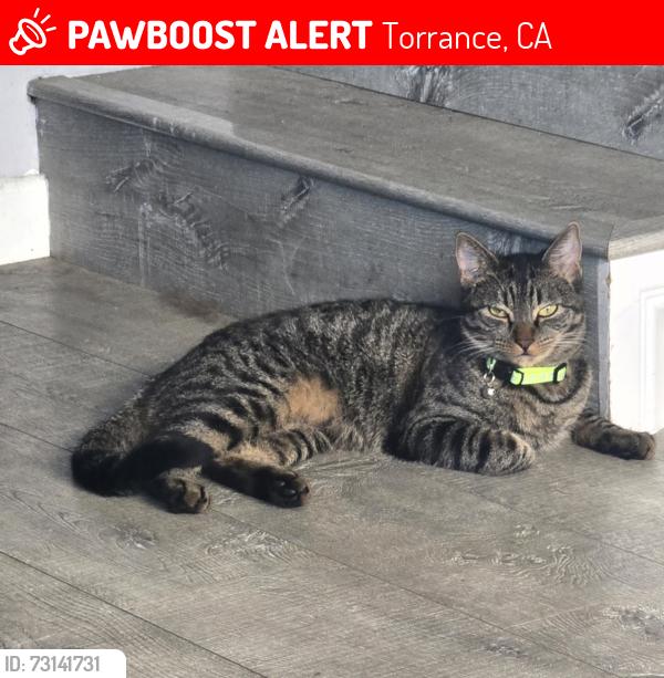 Lost Male Cat last seen Hawthorne and Pch, Torrance, CA 90505
