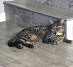 Lost Male Cat last seen Hawthorne and Pch, Torrance, CA 90505