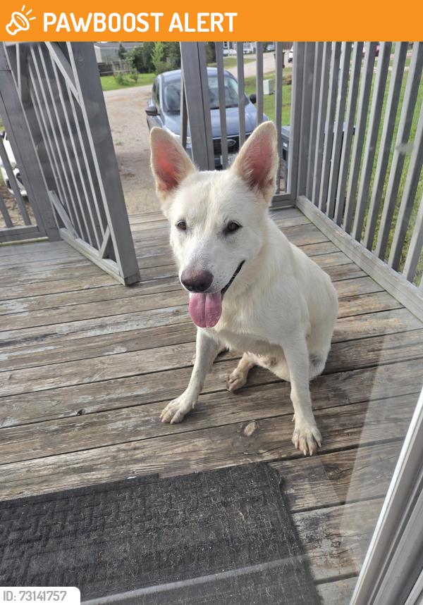 Found/Stray Male Dog last seen Ponderosa pines subdivision conroe, tx 77306, Montgomery County, TX 77306