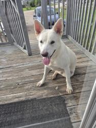Found/Stray Male Dog last seen Ponderosa pines subdivision conroe, tx 77306, Montgomery County, TX 77306