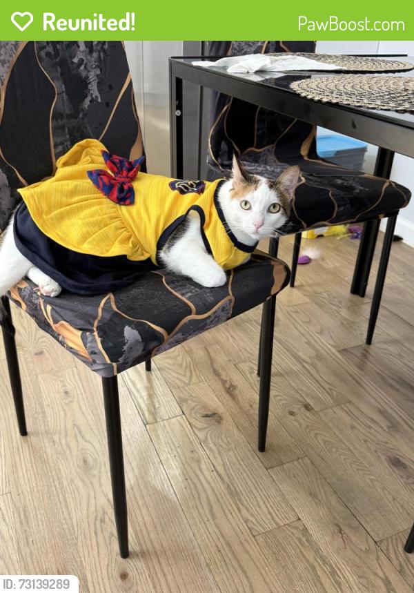 Reunited Female Cat last seen Hendrix and dumont, Brooklyn, NY 11207