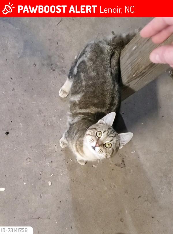 Lost Male Cat last seen Across from Valmead Elementary on Nuway Circle, Lenoir, NC 28645