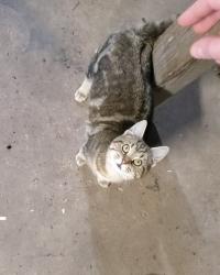 Lost Male Cat last seen Across from Valmead Elementary on Nuway Circle, Lenoir, NC 28645