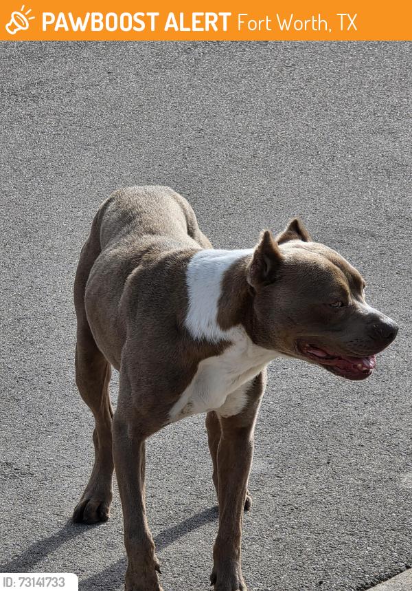 Found/Stray Female Dog last seen Near Johns Way, Fort Worth, Fort Worth, TX 76135