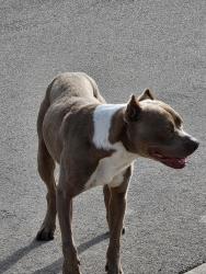 Found/Stray Female Dog last seen Near Johns Way, Fort Worth, Fort Worth, TX 76135
