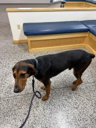 Found/Stray Male Dog last seen Big Cove Road, Cherokee, NC 28719