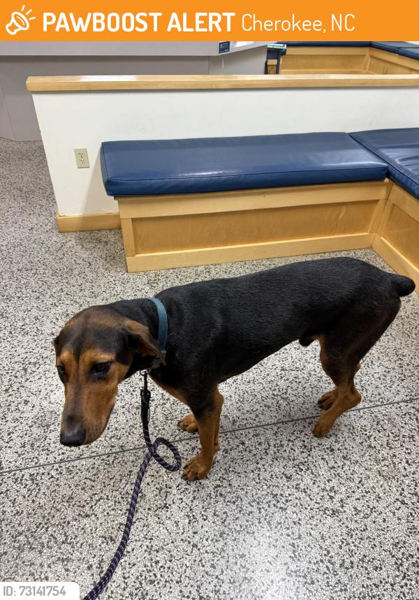 Found/Stray Male Dog last seen Big Cove Road, Cherokee, NC 28719