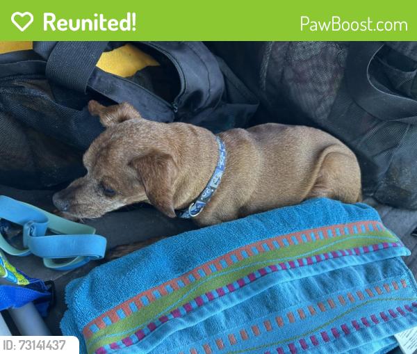 Reunited Unknown Dog last seen Chair road, New Hanover County, NC 28429