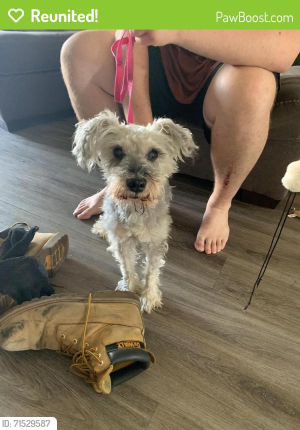 Reunited Unknown Dog last seen Country Club Dr, Indianapolis, IN 46214