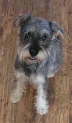 Reunited Male Dog last seen Pollock and Serene, Las Vegas, NV 89123