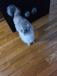 Lost Male Cat last seen Big Horn Dr, Houston, TX 77090