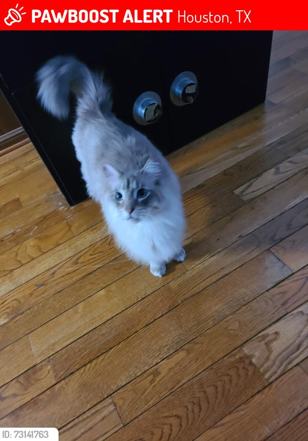 Lost Male Cat last seen Big Horn Dr, Houston, TX 77090