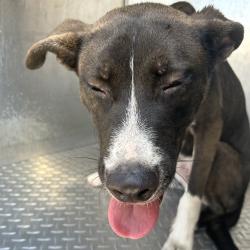 Shelter Stray Male Dog last seen , 980 Guilford College Rd, Greensboro, NC 27409, USA