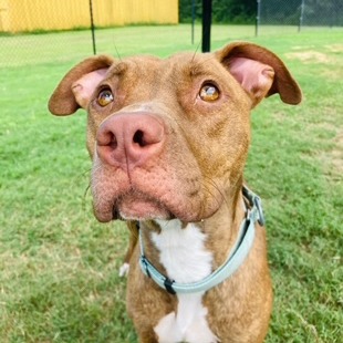 Shelter Stray Female Dog last seen , 2951 S 1st St, Cabot, AR 72023, USA