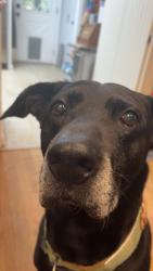 Reunited Male Dog last seen Between Georgetown and Everhart, Cleveland, TN 37311