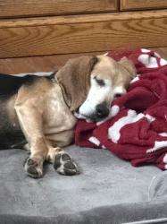 Reunited Female Dog last seen Dolphin Street, Gastonia, NC 28056, Gastonia, NC 28056