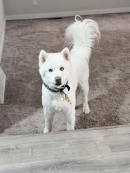 Reunited Male Dog last seen Vickers and Flintridge, Colorado Springs, CO 80918