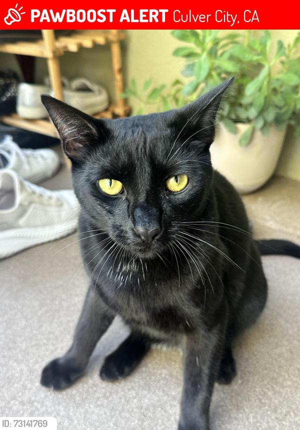 Lost Male Cat last seen Jefferson Blvd and Overland Ave in Culver City, across the street from the Starbucks/Denny’s parking lot, Culver City, CA 90230