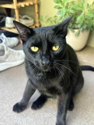Lost Male Cat last seen Jefferson Blvd and Overland Ave in Culver City, across the street from the Starbucks/Denny’s parking lot, Culver City, CA 90230