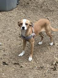 Found/Stray Female Dog last seen Olive and First, Fresno, CA 93701