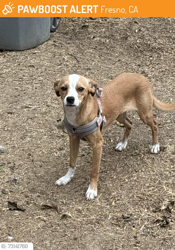 Found/Stray Female Dog last seen Olive and First, Fresno, CA 93701