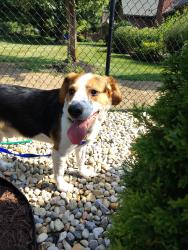 Reunited Male Dog last seen Edgewood Ave and Bluff Rd, Indianapolis, IN 46217