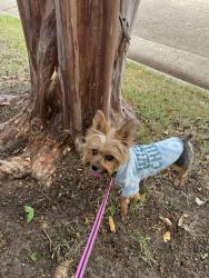 Lost Male Dog last seen Breckenridge Farms - Sweetbriar Drive and Bitternut Drive, Richardson, TX 75082