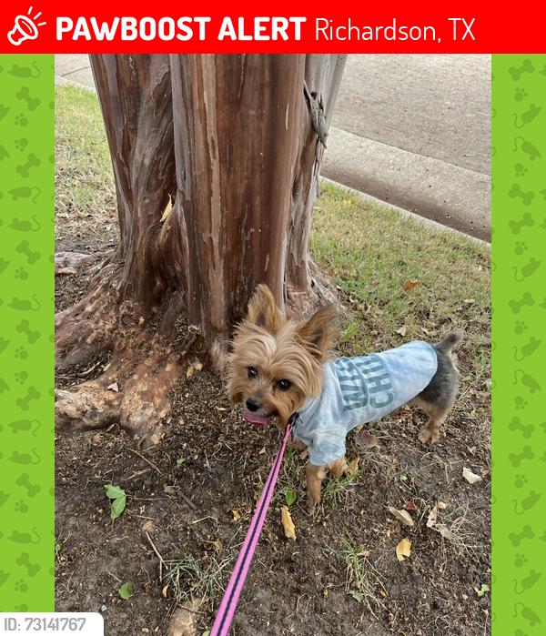 Lost Male Dog last seen Breckenridge Farms - Sweetbriar Drive and Bitternut Drive, Richardson, TX 75082