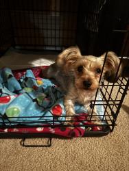 Reunited Female Dog last seen Grissom Woods and Grissom Circle, San Antonio, TX 78251