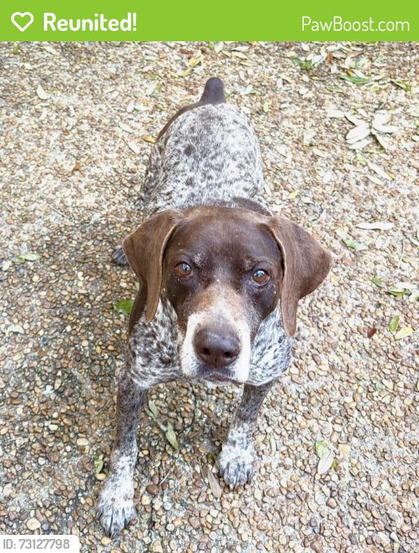 Reunited Male Dog last seen McGregor Ave and The Cedars Ave, Mobile, AL 36608