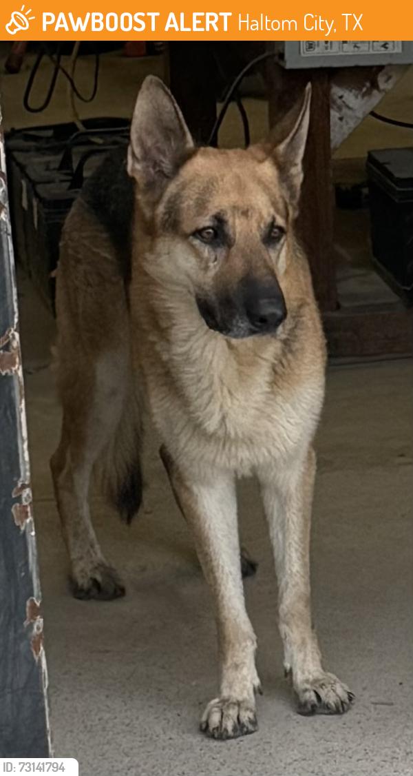 Found/Stray Male Dog last seen Carson & Eden, Haltom City, TX 76117