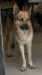 Found/Stray Male Dog last seen Carson & Eden, Haltom City, TX 76117