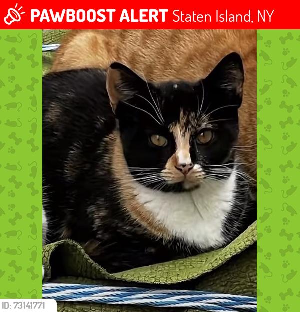 Lost Female Cat last seen tennyson driver, Staten Island, NY 10312