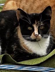 Lost Female Cat last seen tennyson driver, Staten Island, NY 10312