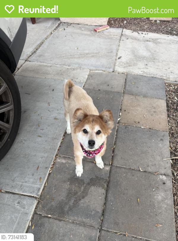 Reunited Female Dog last seen Valle verde warm springs, Henderson, NV 89014