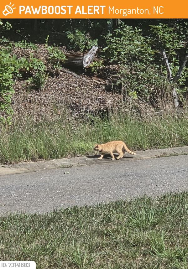 Found/Stray Unknown Cat last seen Near Bethel Park, Morganton, NC 28655