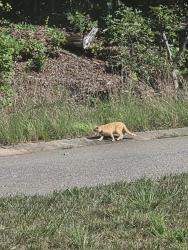 Found/Stray Unknown Cat last seen Near Bethel Park, Morganton, NC 28655