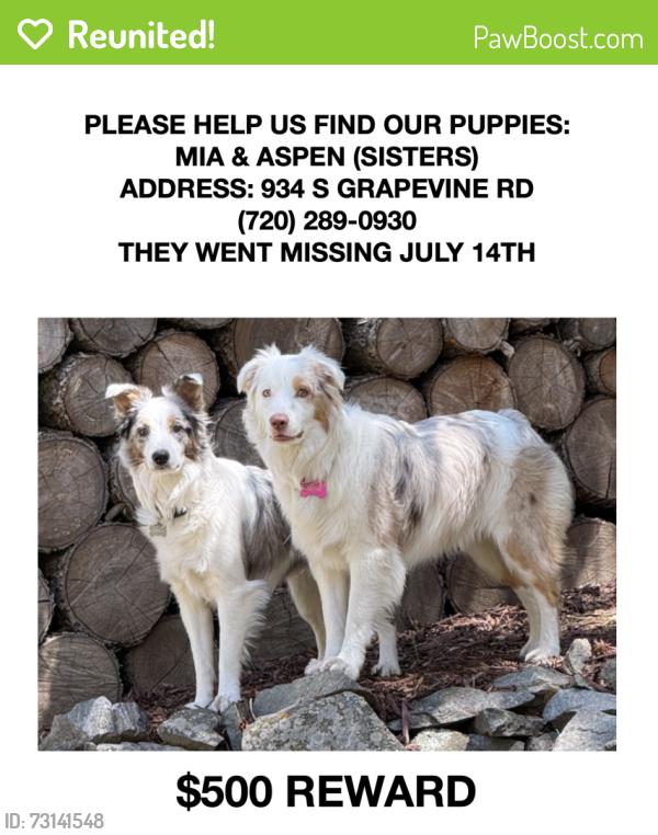Reunited Female Dog last seen Genesee Ridge Rd Forest Hill S Grapevine Rd, Golden, CO 80401