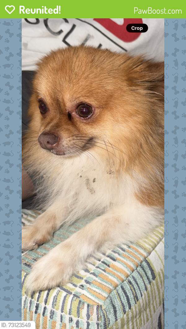 Reunited Male Dog last seen Dandelion Dr in Mesquite tx, Mesquite, TX 75149