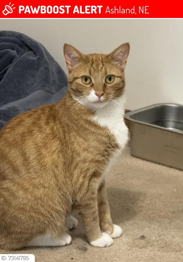 Lost Male Cat last seen 30th st and Kendel, Ashland, NE 68003