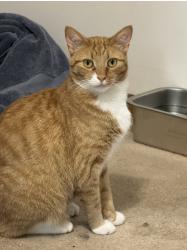 Lost Male Cat last seen 30th st and Kendel, Ashland, NE 68003