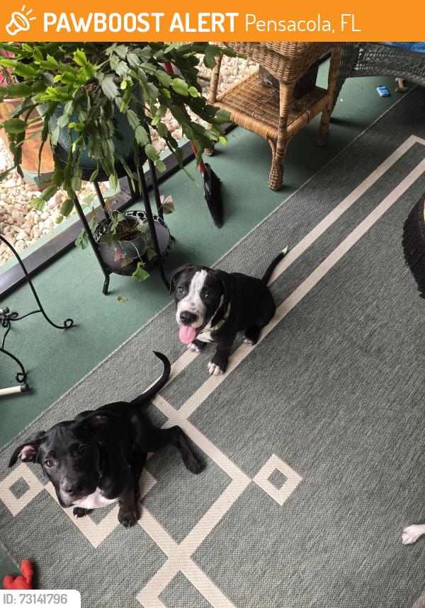 Found/Stray Male Dog last seen Lowell lane, Pensacola, FL 32514