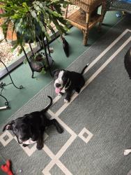 Found/Stray Male Dog last seen Lowell lane, Pensacola, FL 32514